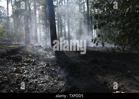 Berlin, Deutschland. 25. Juni 2019. Blick in den Grunewald in Berlin. Ein Feuer im Berliner Grunewald in der Nähe der Teufelsberg gebrochen. Credit: Julian 1603/dpa-Zentralbild/dpa/Alamy leben Nachrichten Stockfoto