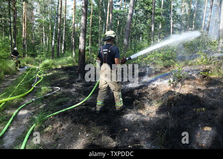 Berlin, Deutschland. 25. Juni 2019. Feuerwehrmänner der Feuerwehr das Feuer im Berliner Grunewald löschen. Ein Feuer im Berliner Grunewald in der Nähe der Teufelsberg gebrochen. Credit: Julian 1603/dpa-Zentralbild/dpa/Alamy leben Nachrichten Stockfoto