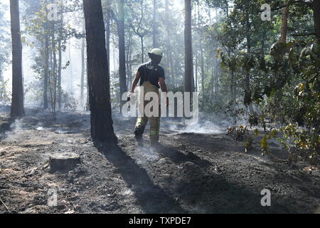 Berlin, Deutschland. 25. Juni 2019. Ein Feuerwehrmann Spaziergänge durch den Grunewald in Berlin. Ein Feuer im Berliner Grunewald in der Nähe der Teufelsberg gebrochen. Credit: Julian 1603/dpa-Zentralbild/dpa/Alamy leben Nachrichten Stockfoto