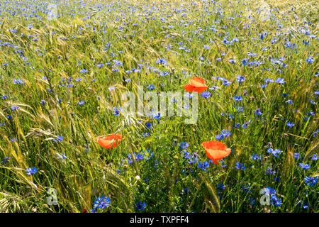 Kornblume in einem Gerstenfeld, in der Nähe der Oberweser, Weserbergland, Nordrhein-Westfalen, Hessen, Deutschland Stockfoto