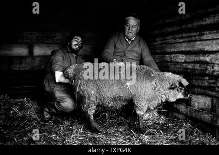 Die Schafzucht, Essex, England, UK. 1980 Herr Powers und sein Sohn Billy helfen ein Mutterschaf Geburt auf einem eiskalten Januar Vormittag geben. Stockfoto