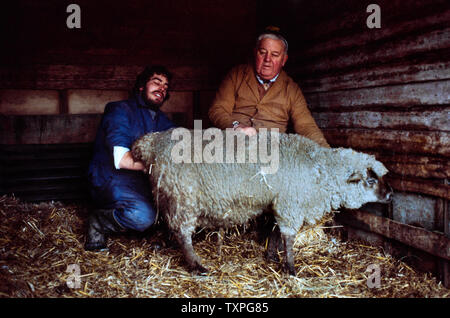 Die Schafzucht, Essex, England, UK. 1980 Herr Powers und sein Sohn Billy helfen ein Mutterschaf Geburt auf einem eiskalten Januar Vormittag geben. Stockfoto