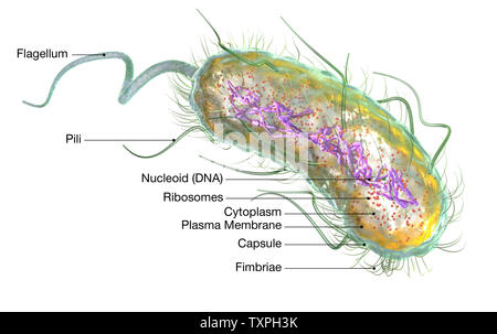 Abbildung: Escherichia-coli-Bakterien (E. coli) mit Vorstrafen (DNA), Ribosomen, Zytoplasma, Flagellum und Fimbriae Stockfoto