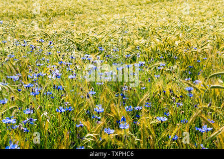 Kornblume in einem Gerstenfeld, in der Nähe der Oberweser, Weserbergland, Nordrhein-Westfalen, Hessen, Deutschland Stockfoto