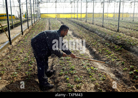 Palästinensische Landwirte arbeiten in einem Gewächshaus am 8. November 2005 in der ehemaligen jüdischen Siedlung von Gani Tal in Khan Younis, im Süden des Gazastreifens. Ausländische Geldgeber gekauft die Gewächshäuser aus der Israelischen Siedler und Sie waren schnell von den Palästinensern mit Tomaten, Paprika und anderes Gemüse, zu reifen, in den kommenden Wochen umgepflanzt werden. Internationalen Sonderbeauftragten James Wolfensohn kam am Montag ein 3-Wege Konferenz Stuhl während seiner Woche - langer Aufenthalt mit israelischen und palästinensischen Beamten, die versuchen, die Gemüse Ernte zu retten, und die verbleibenden Streitigkeiten über Grenzübergang Rafah zu lösen, Stockfoto