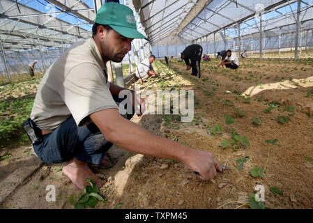 Palästinensischen Bauern arbeiten in einem Gewächshaus, am 8. November 2005 in der ehemaligen jüdischen Siedlung von Gani Tal in Khan Younis, im Süden des Gazastreifens. Ausländische Geldgeber gekauft die Gewächshäuser aus der Israelischen Siedler und Sie waren schnell von den Palästinensern mit Erdbeeren, Tomaten, Paprika und anderes Gemüse, zu reifen, in den kommenden Monaten neu bepflanzt. Internationalen Sonderbeauftragten James Wolfensohn kam am Montag ein 3-Wege Konferenz Stuhl während seiner Woche - langer Aufenthalt mit israelischen und palästinensischen Beamten, die versuchen, die Gemüse Ernte zu retten, und die verbleibenden Streitigkeiten über R lösen Stockfoto