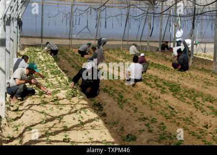 Palästinensischen Bauern arbeiten in einem Gewächshaus, am 8. November 2005 in der ehemaligen jüdischen Siedlung von Gani Tal in Khan Younis, im Süden des Gazastreifens. Ausländische Geldgeber gekauft die Gewächshäuser aus der Israelischen Siedler und Sie waren schnell von den Palästinensern mit Erdbeeren, Tomaten, Paprika und anderes Gemüse, zu reifen, in den kommenden Monaten neu bepflanzt. Internationalen Sonderbeauftragten James Wolfensohn kam am Montag ein 3-Wege Konferenz Stuhl während seiner Woche - langer Aufenthalt mit israelischen und palästinensischen Beamten, die versuchen, die Gemüse Ernte zu retten, und die verbleibenden Streitigkeiten über R lösen Stockfoto