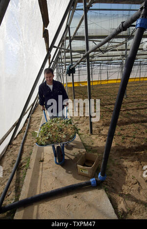 Palästinensischen Bauern arbeiten in einem Gewächshaus, am 8. November 2005 in der ehemaligen jüdischen Siedlung von Gani Tal in Khan Younis, im Süden des Gazastreifens. Ausländische Geldgeber gekauft die Gewächshäuser aus der Israelischen Siedler und Sie waren schnell von den Palästinensern mit Erdbeeren, Tomaten, Paprika und anderes Gemüse, zu reifen, in den kommenden Monaten neu bepflanzt. Internationalen Sonderbeauftragten James Wolfensohn kam am Montag ein 3-Wege Konferenz Stuhl während seiner Woche - langer Aufenthalt mit israelischen und palästinensischen Beamten, die versuchen, die Gemüse Ernte zu retten, und die verbleibenden Streitigkeiten über R lösen Stockfoto