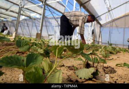 Palästinensischen Bauern arbeiten in einem Gewächshaus, am 8. November 2005 in der ehemaligen jüdischen Siedlung von Gani Tal in Khan Younis, im Süden des Gazastreifens. Ausländische Geldgeber gekauft die Gewächshäuser aus der Israelischen Siedler und Sie waren schnell von den Palästinensern mit Erdbeeren, Tomaten, Paprika und anderes Gemüse, zu reifen, in den kommenden Monaten neu bepflanzt. Internationalen Sonderbeauftragten James Wolfensohn kam am Montag ein 3-Wege Konferenz Stuhl während seiner Woche - langer Aufenthalt mit israelischen und palästinensischen Beamten, die versuchen, die Gemüse Ernte zu retten, und die verbleibenden Streitigkeiten über R lösen Stockfoto