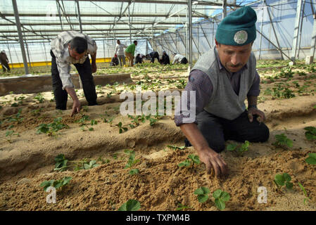 Palästinensischen Bauern arbeiten in einem Gewächshaus, am 8. November 2005 in der ehemaligen jüdischen Siedlung von Gani Tal in Khan Younis, im Süden des Gazastreifens. Ausländische Geldgeber gekauft die Gewächshäuser aus der Israelischen Siedler und Sie waren schnell von den Palästinensern mit Erdbeeren, Tomaten, Paprika und anderes Gemüse, zu reifen, in den kommenden Monaten neu bepflanzt. Internationalen Sonderbeauftragten James Wolfensohn kam am Montag ein 3-Wege Konferenz Stuhl während seiner Woche - langer Aufenthalt mit israelischen und palästinensischen Beamten, die versuchen, die Gemüse Ernte zu retten, und die verbleibenden Streitigkeiten über R lösen Stockfoto