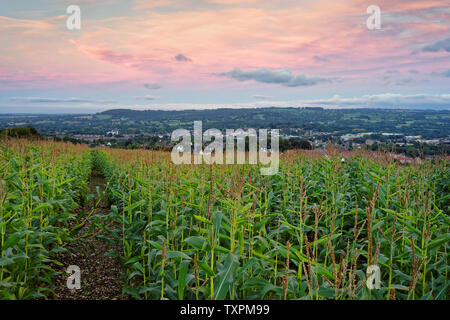 UK, Somerset, Mangold, Snowdon, mit Blick über Stadt von Mais Feld Stockfoto