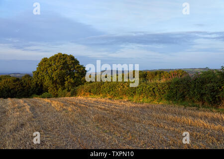 UK, Somerset, Mangold, Getreidefeld in der Nähe von Grenzen Lane nach der Ernte Stockfoto