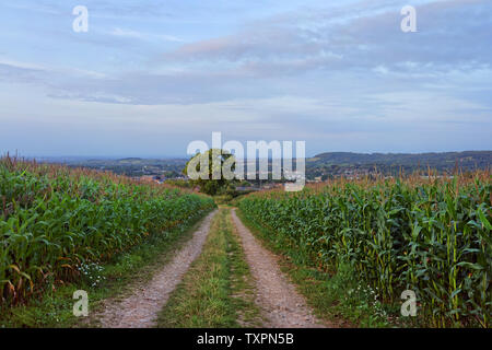 UK, Somerset, Mangold, Wanderweg von Grenzen Lane in Chard Stockfoto