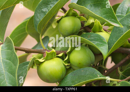 Schließen eines Zweiges der persimone Baum mit noch grünen Früchte, die Wachsen Stockfoto