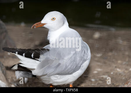 Gray-Headed Möwe (Chroicocephalus cirrocephalus) Stockfoto