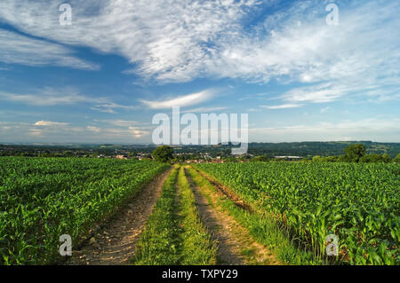 UK, Somerset, Mangold, Wanderweg von Grenzen Lane in Chard Stockfoto