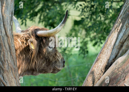 Highland Cattle, Oberweser, Weserbergland, Nordrhein-Westfalen, Hessen, Deutschland Stockfoto