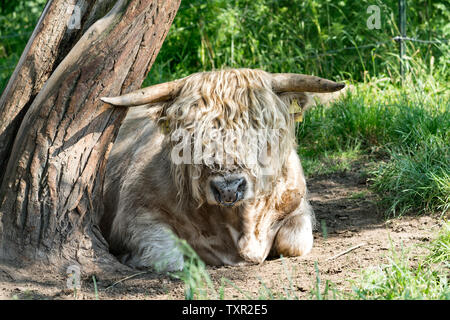 Highland Cattle, Oberweser, Weserbergland, Nordrhein-Westfalen, Hessen, Deutschland Stockfoto