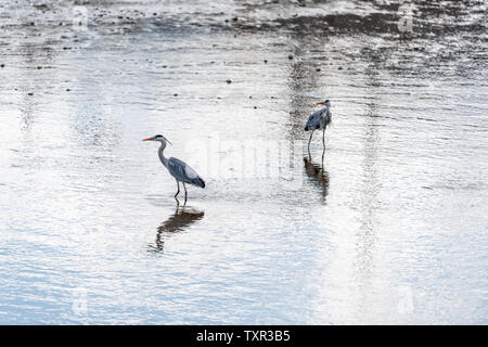 Fluss Kamo und zwei Graureiher Vögel in Kyoto, Japan waten mit blauen Reflexion stehend im Wasser Stockfoto