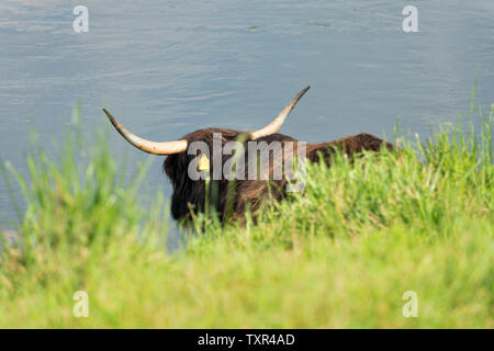 Highland Cattle, Oberweser, Weserbergland, Nordrhein-Westfalen, Hessen, Deutschland Stockfoto