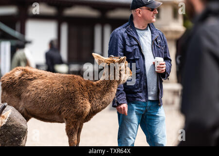 Nara, Japan - 14 April, 2019: Leute, Touristen auf der Straße in der Innenstadt von Stadt, in der Nähe Eingang von Park mit Rehen zu betteln Stockfoto