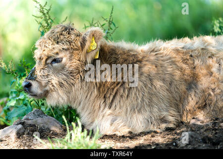 Highland Cattle, Oberweser, Weserbergland, Nordrhein-Westfalen, Hessen, Deutschland Stockfoto