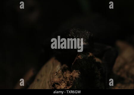 Varanus beccarii, auch als Schwarzer Baum Monitor bekannt. Stockfoto