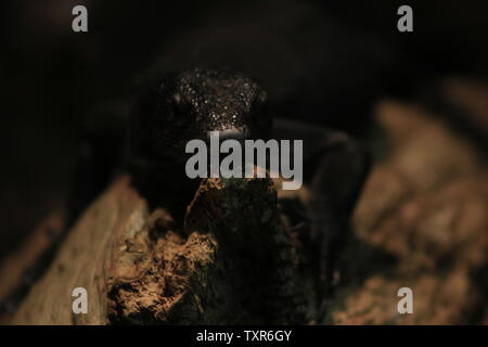 Varanus beccarii, auch als Schwarzer Baum Monitor bekannt. Stockfoto