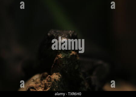 Varanus beccarii, auch als Schwarzer Baum Monitor bekannt. Stockfoto