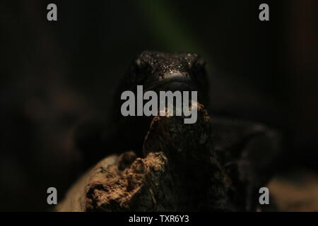 Varanus beccarii, auch als Schwarzer Baum Monitor bekannt. Stockfoto