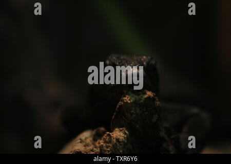 Varanus beccarii, auch als Schwarzer Baum Monitor bekannt. Stockfoto