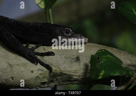 Varanus beccarii, auch als Schwarzer Baum Monitor bekannt. Stockfoto