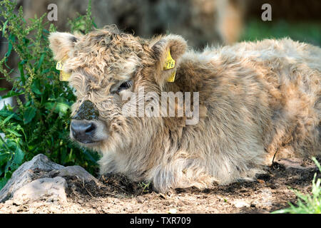 Highland Cattle, Oberweser, Weserbergland, Nordrhein-Westfalen, Hessen, Deutschland Stockfoto