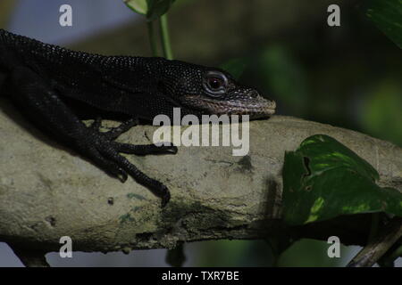 Varanus beccarii, auch als Schwarzer Baum Monitor bekannt. Stockfoto