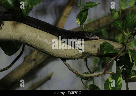 Varanus beccarii, auch als Schwarzer Baum Monitor bekannt. Stockfoto