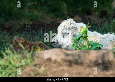 Highland Cattle, Oberweser, Weserbergland, Nordrhein-Westfalen, Hessen, Deutschland Stockfoto