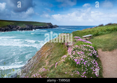 Meer Sparsamkeit Armeria maritima wächst an der Küste von Polly Porth Witz in Newquay in Cornwall. Stockfoto