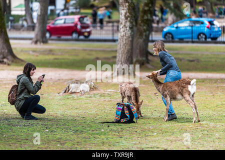 Nara, Japan - 14 April, 2019: die Menschen Frauen Freunde Touristen im City Park in der Nähe von petting Rehe füttern Sie essen Reis creackers Stockfoto