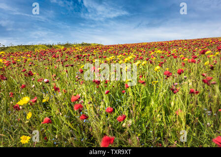 Die spektakuläre Aussicht auf ein Feld der Gemeinsamen Klatschmohn Papaver rhoeas und Mais Ringelblumen Glebionis segetum weht im Wind und wächst auf West Pentire Stockfoto