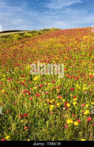 Die spektakuläre Aussicht auf ein Feld der Gemeinsamen Klatschmohn Papaver rhoeas und Mais Ringelblumen Glebionis segetum weht im Wind und wächst auf West Pentire Stockfoto