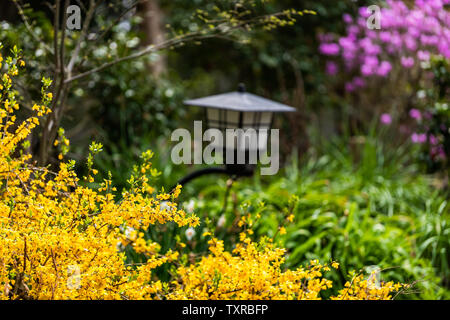 Nara, Japan Garten im Frühling mit Nahaufnahme des gelben Forsythia und rosa Blüten im traditionellen japanischen Stil und Laterne bei Tag Stockfoto