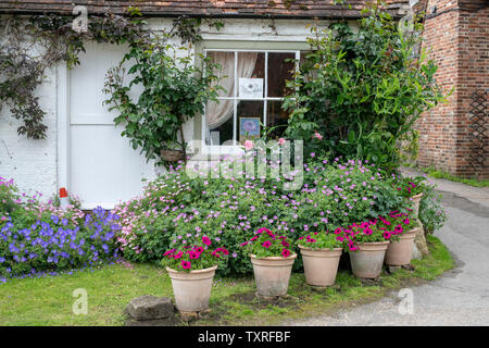 Geranien und Petunien in Blumentöpfe außerhalb eines Zeitraums cottage in Turville Dorf in den Chilterns. Buckinghamshire, England Stockfoto