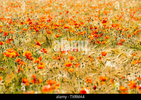 Gemeinsame roter Mohn, Maisfeld, in der Nähe der Oberweser, Weserbergland, Nordrhein-Westfalen, Hessen, Deutschland Stockfoto