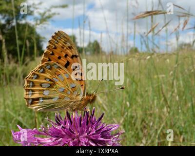 Dunkelgrün Fritillaryschmetterling (ceriagrion Doris) Fütterung auf eine größere Flockenblume Blume (Centaurea scabiosa) in einer Kreide Grünland Wiese, Wiltshire, Großbritannien Stockfoto