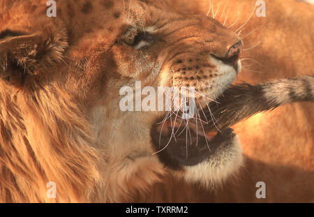 Ein Löwe, der versucht, seinen Schwanz an der Sibirische Tiger Park in Harbin, der Hauptstadt der nördlichen China Provinz Heilongjiang in der Nähe von Russland, 27. Februar 2012 zu beißen. Der Park ist der größte Naturpark (355.8 acres) für wilde Sibirische Tiger in der Welt gegenwärtig. Es gibt über 500 reinrassige Sibirische Tiger, zusammen mit weißen Tiger, Löwen, Leoparden, schwarze Pumas und Bengalischen Tiger. UPI/Stephen Rasierer Stockfoto