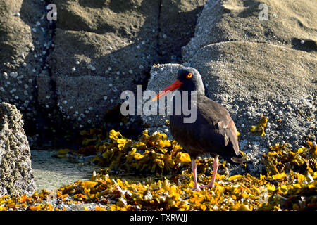 Ein schwarzer Austernfischer (Haematopus bachmani) Nahrungssuche in der Algen auf einem felsigen Strand auf Vancouver Island British Columbia Kanada. Stockfoto