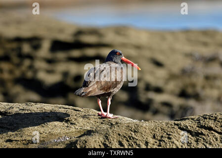 Ein schwarzer Austernfischer (Haematopus bachmani) suchen nach Muscheln auf einem felsigen Strand auf Vancouver Island British Columbia Kanada. Stockfoto