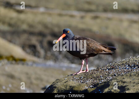 Ein schwarzer Austernfischer (Haematopus bachmani) Nahrungssuche auf einem felsigen Strand auf Vancouver Island British Columbia Kanada. Stockfoto