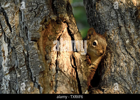 Ein Rothörnchen "Tamiasciurus hudsonicus", das zwischen Baumstämmen im ländlichen Alberta Kanada aufhorchen kann. Stockfoto