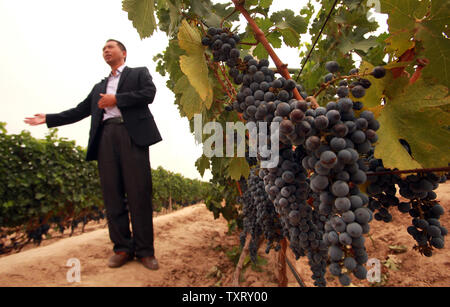 Der Weinberg Manager der XiXia Weingüter, einer der Top Winzer, welche Rebsorten (Merlot) in einem Weinberg der französischen und österreichischen Trauben in Yinchuan, der Hauptstadt von Chinas nordwestlichen Ningxia Hui Autonome Provinz am 16. September 2013 angebaut wird. Mit der Chinesischen Weinmarkt boomt, Yinchuan wird vorausgesagt, des Landes Wein Kapitals zu werden als beträchtliche ausländische und inländische Investitionen in die Region fließt. China's Wein Markt ist weltweit führend im Wachstum. UPI/Stephen Rasierer Stockfoto